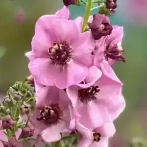 Verbascum Lavender Lass 3