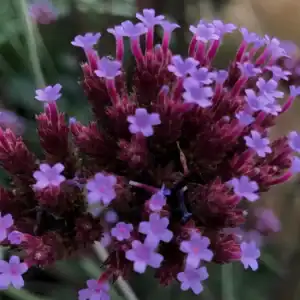Verbena Bonariensis Buenos Aires 1 1