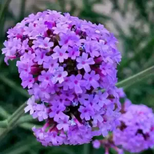 Verbena bonariensis Meteor Shower 3
