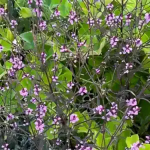 Verbena officinalis var. grandiflora Bampton 3