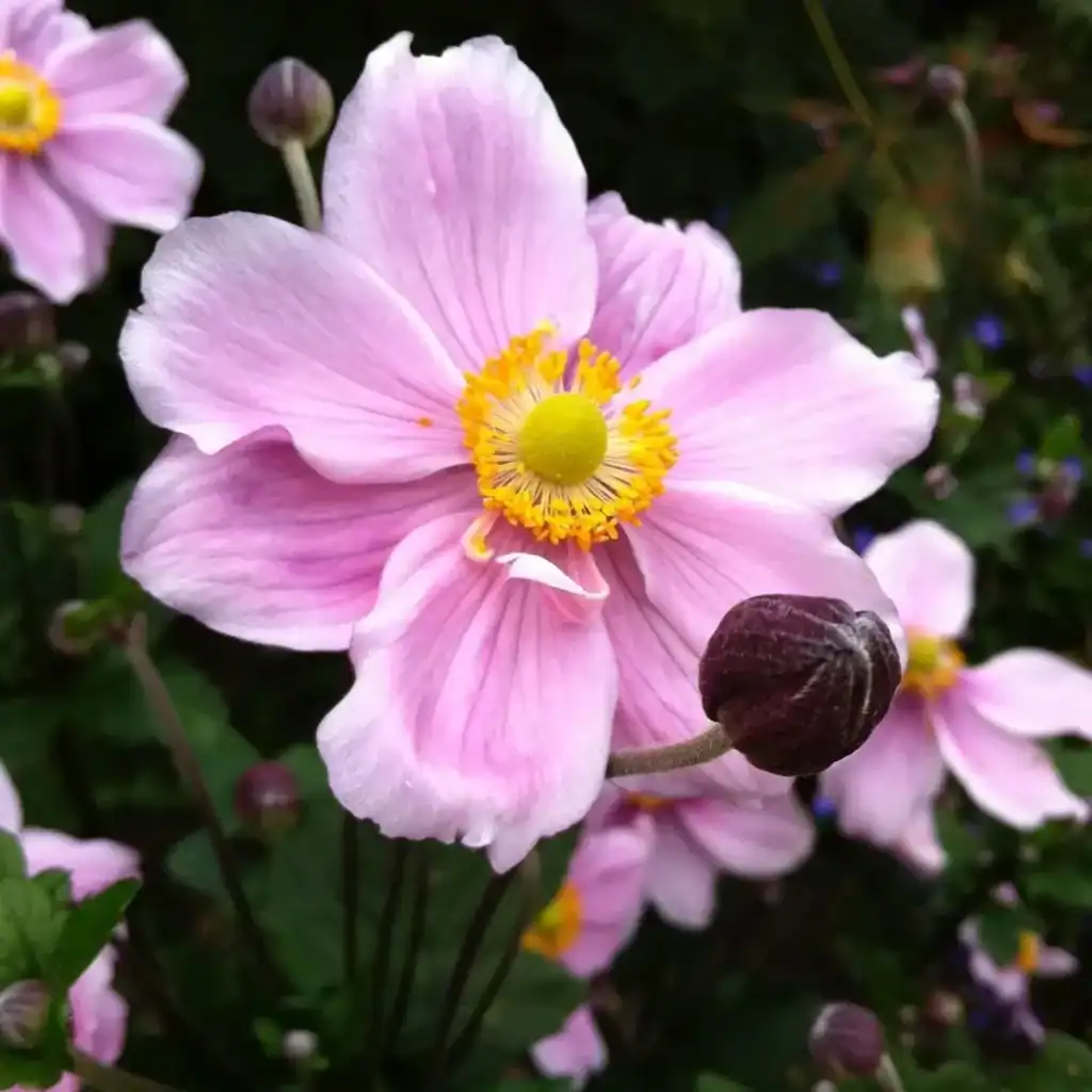 anemone koningin charlotte single