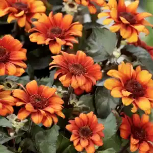 Heliopsis ‘Luna Roja’ (Oxeye) in full bloom — specialist nursery plant, Middleton Nurseries