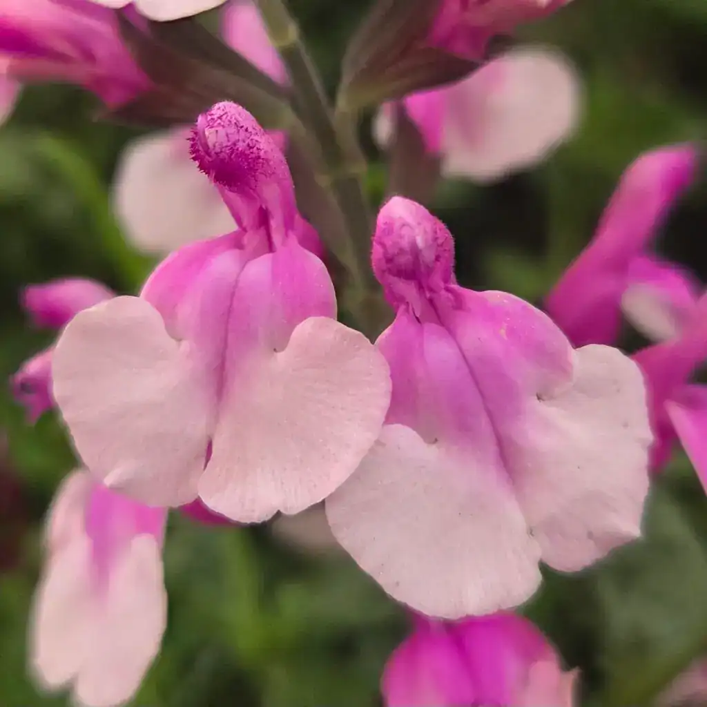 Salvia ‘Strawberry Melba’