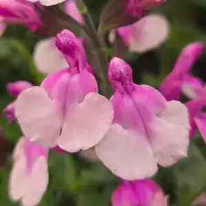 Salvia ‘Strawberry Melba’