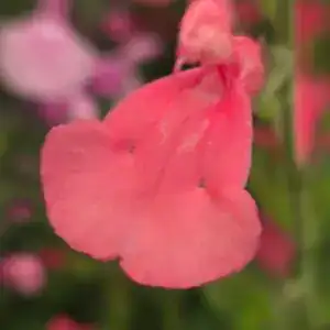 Salvia ‘Apricot Spring’