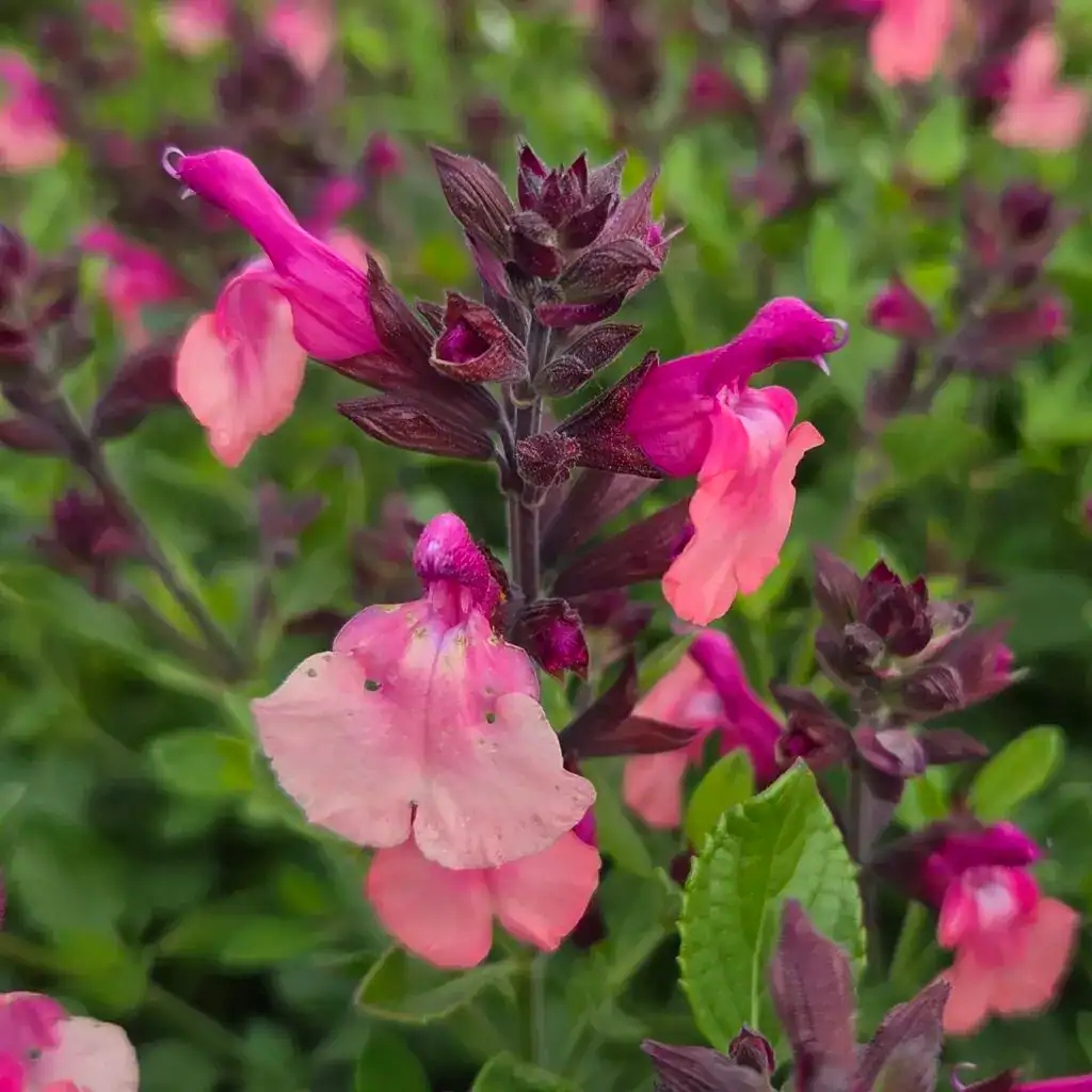 Salvia ‘Peach Melba’
