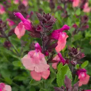 Salvia ‘Peach Melba’