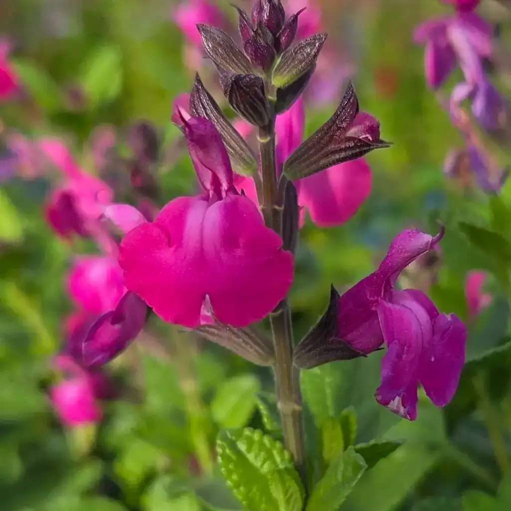 Salvia ‘Strawberry Split’ (5)