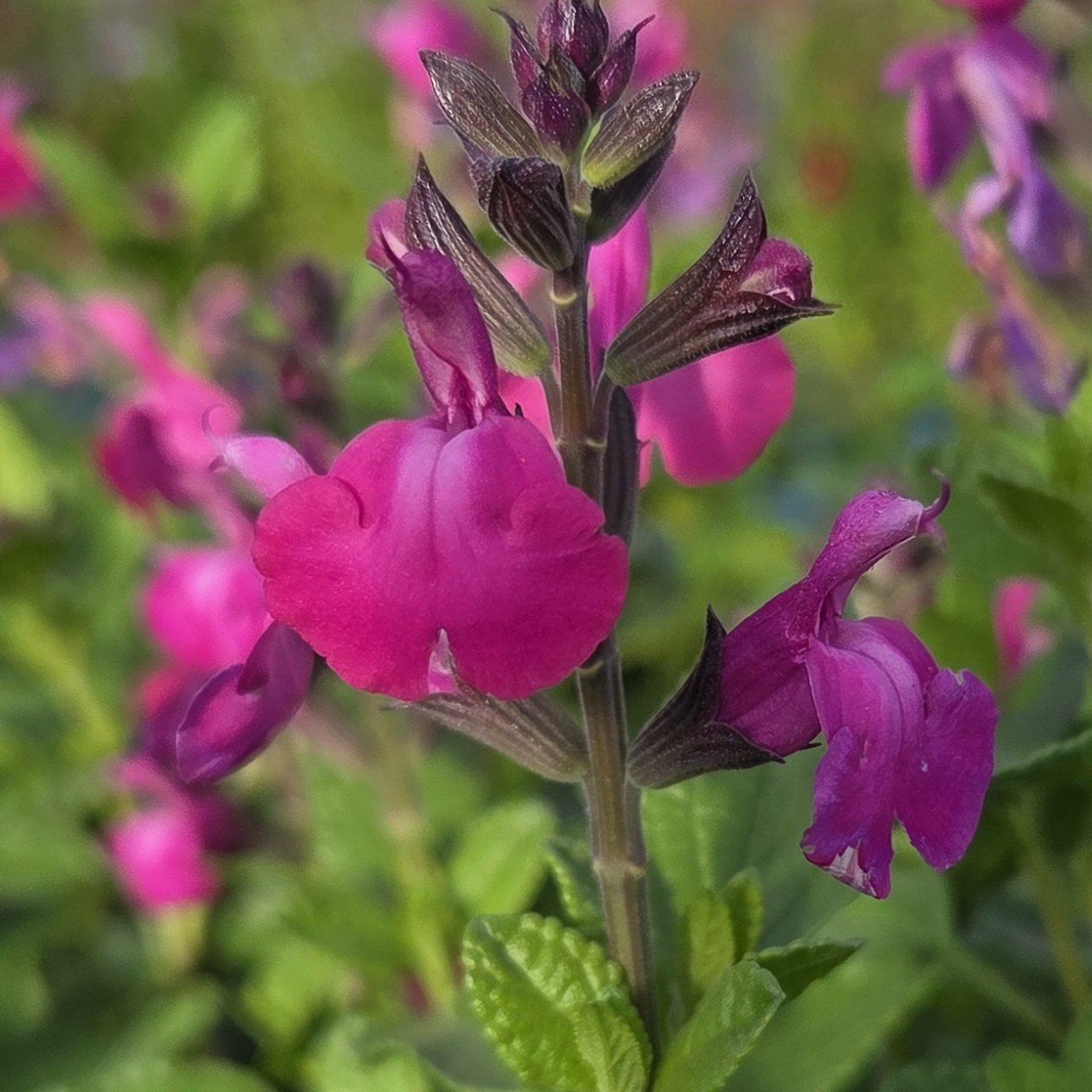 STUDIOUS - CLANE SALVIA FLOWER 完売品 Salvia Rose - Schneider BV - Schneider, Young plant and Seed