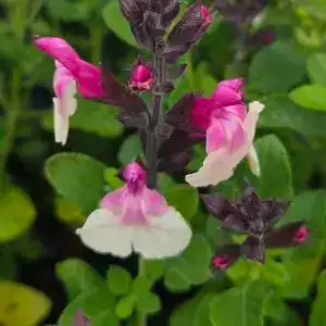 Salvia 'Raspberry Melba'