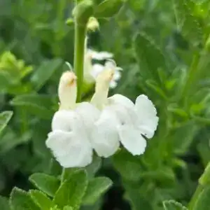 Salvia 'Chalk White'