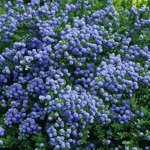 Ceanothus Blue Mound California Lilac 1