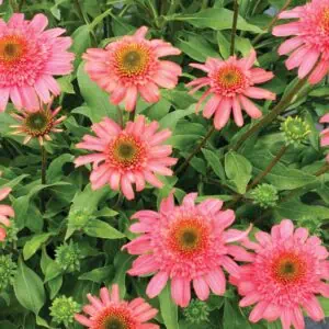 Echinacea CARA MIA Seashell Coneflower 1