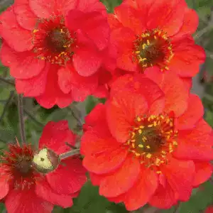 Geum Fiery Tempest 1