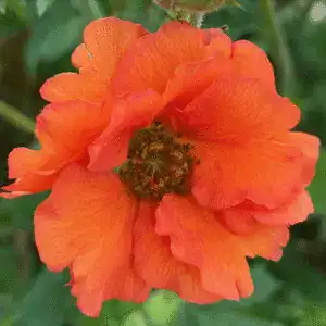 Geum Tropical Tempest 1