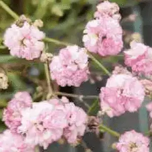 Gypsophila Pink Wedding Babys Breath
