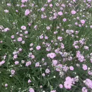 Gypsophila Rosenschleier Babys Breath