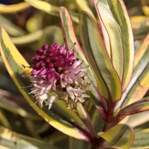 Hebe Jewel Of The Nile