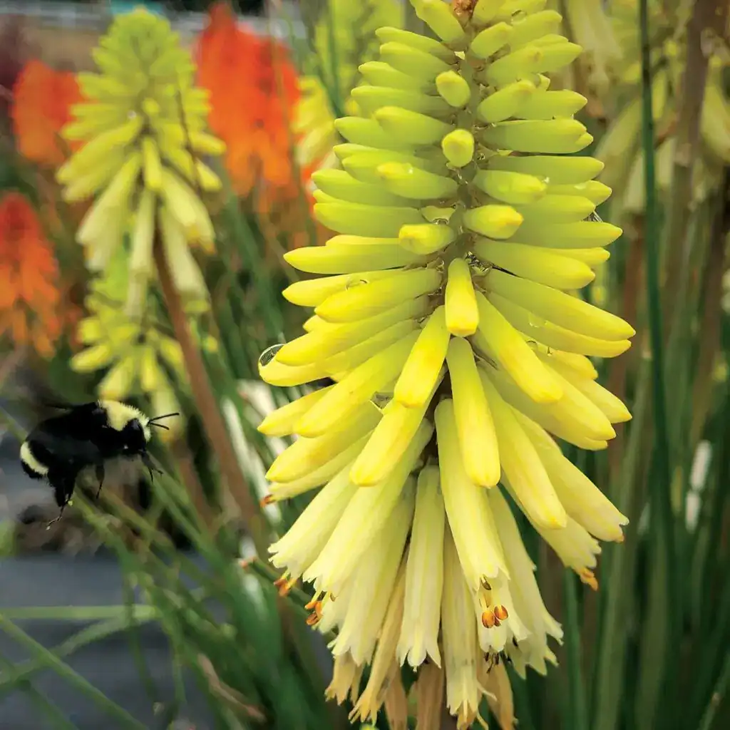 Orange and yellow kniphofia red hot pokers in a UK border — how to grow kniphofia