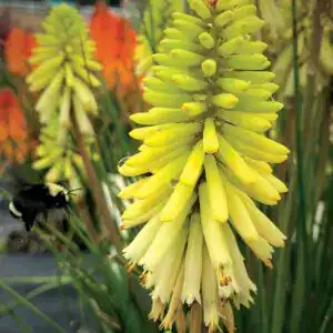 Kniphofia Poco Citron 1