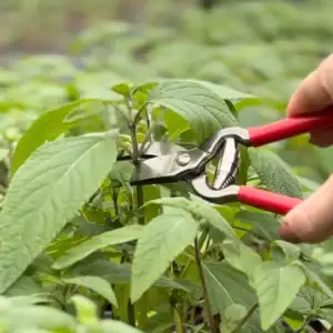 MINI PRUNER RED lifestyle 2