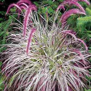 Pennisetum setaceum Cherry Sparkler