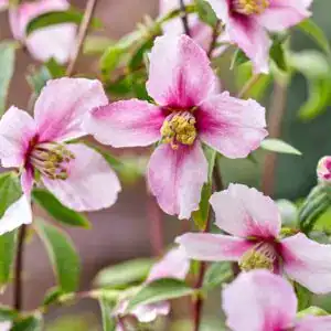 Philadelphus Petite Perfume Pink 23