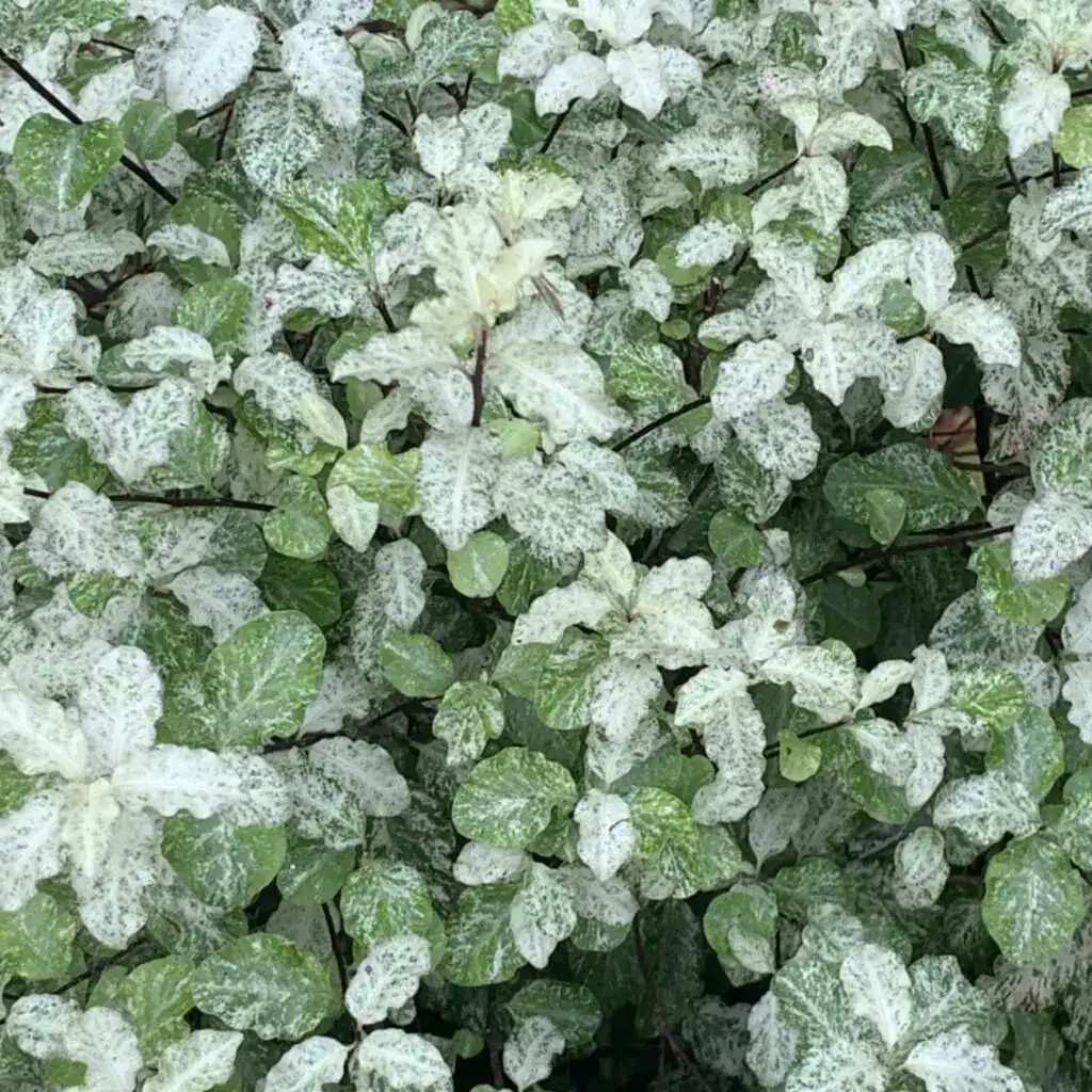 Pittosporum tenuifolium ‘Irene Paterson’ in full bloom — specialist nursery plant, Middleton Nurseries