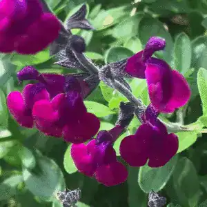 Salvia × jamensis Violette de Loire