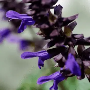 Salvia Lake Onega Salgoon Series