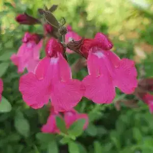 Vibrant pink salvia flowers blooming