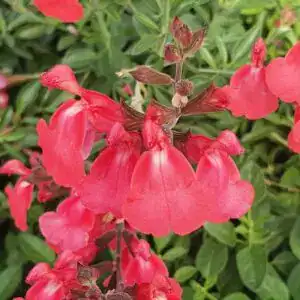Vibrant pinkish-red salvia flowers blooming