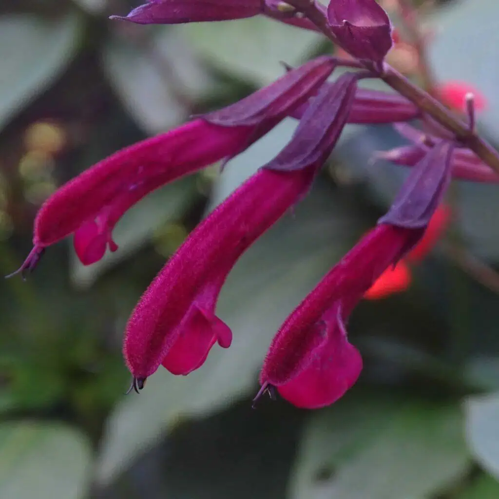 Salvia Breeding guide