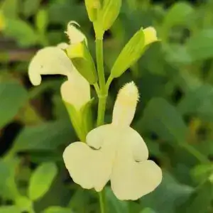 Delicate white flowers on green stem