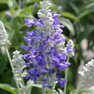 Salvia farinacea Strata