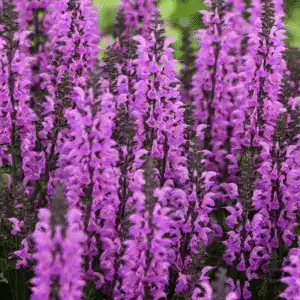 Salvia fashionista Bacl to Fuschia 2