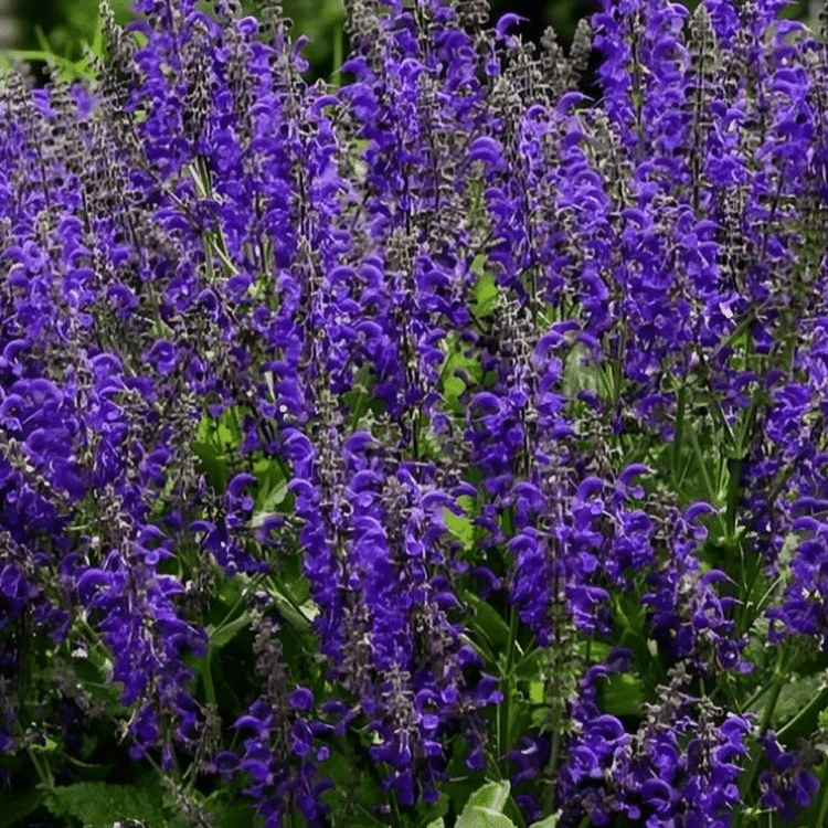 Salvia skirt main image 1