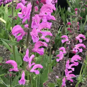 Salvia fashionista Moulin Rouge