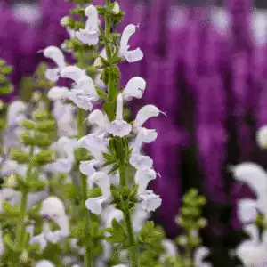 Salvia fashionista Snow Kiss 1