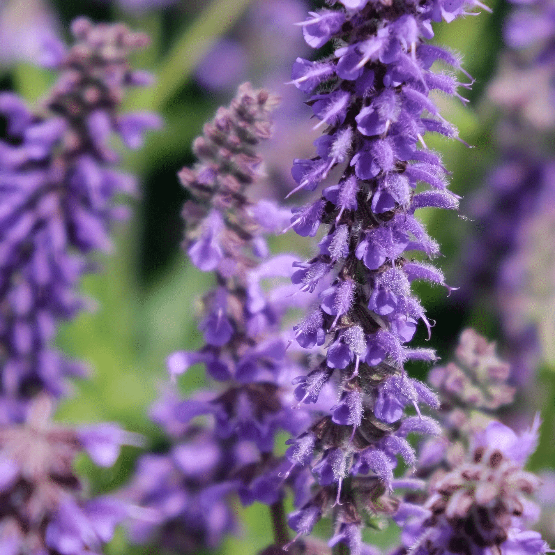 Salvia Nemorosa Feathers Peacock Middleton Nurseries salvia-nemorosa-feathers-peacock-middleton-nurseries