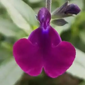 Salvia x jamensis 'Nachtvlinder'