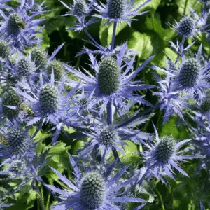 eryngium magical blue lagoon