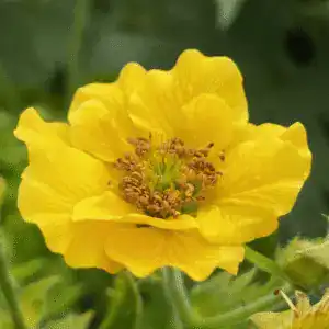 geum tempest geum solar tempest