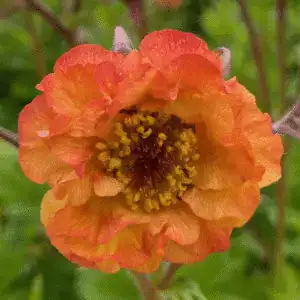 geum tutti frutti