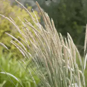 pennisetum macrourum