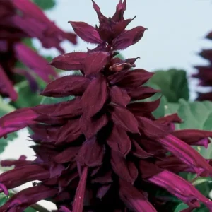 salvia amore purple