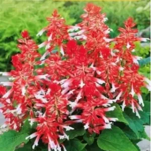 salvia amore scarlet bicolour1