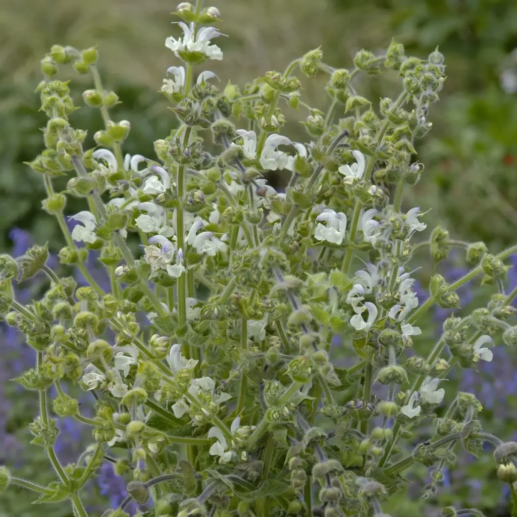 salvia argentea artemis
