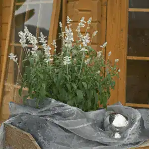 salvia farincea evolution white