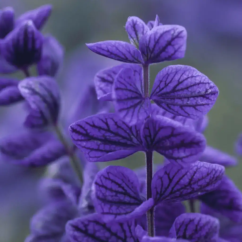 salvia horminum oxford blue